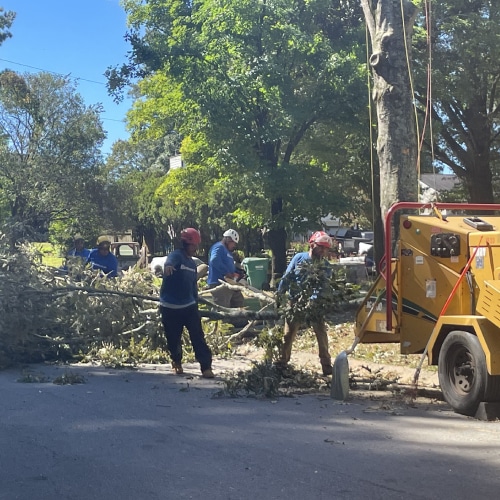 Tree Removal